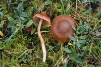 Cortinarius