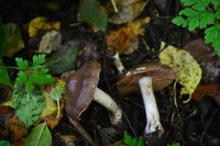 Cortinarius