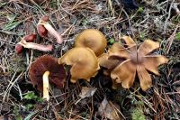 Cortinarius