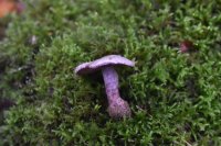 Cortinarius