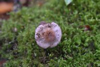 Cortinarius