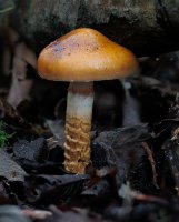 Cortinarius