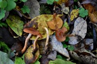 Cortinarius