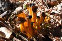 Craterellus