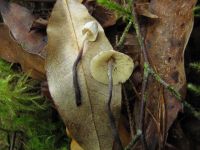 Cystolepiota