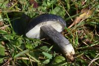 Entoloma