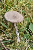 Entoloma