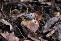 Geastrum