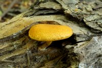 Gymnopilus