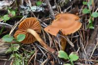 Gymnopilus