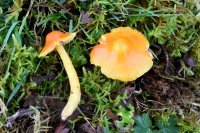 Hygrocybe