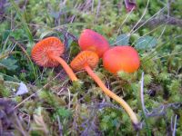 Hygrocybe