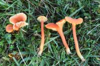 Hygrocybe