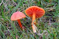 Hygrocybe