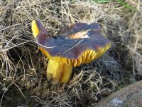 Hygrocybe