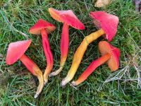 Hygrocybe