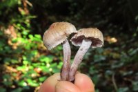 Inocybe