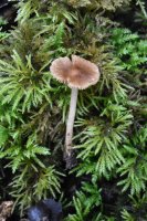 Inocybe
