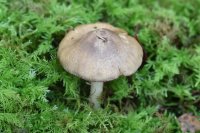 Inocybe