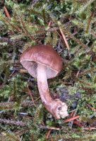 Inocybe