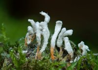 Cordyceps