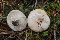 Lactarius