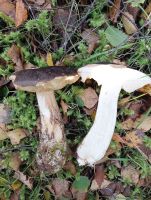 Leccinum