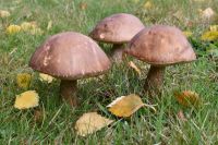 Leccinum