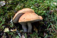 Leccinum