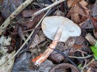 Leucoagaricus