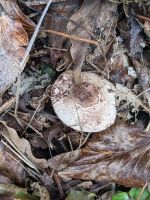 Leucoagaricus