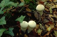 Lycoperdon