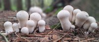 Lycoperdon