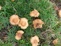 Marasmius