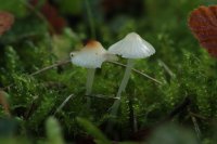 Mycena