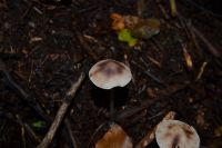 Mycena