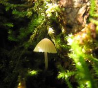 Mycena