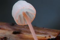 Mycena