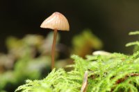 Mycena