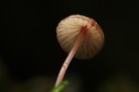 Mycena