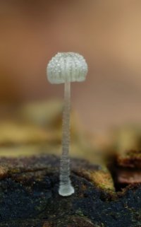 Mycena