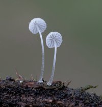 Mycena