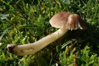 Neohygrocybe