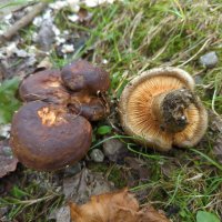 Paxillus