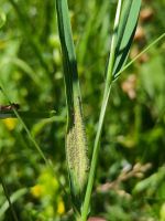 Peronospora