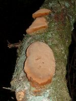 Phellinus