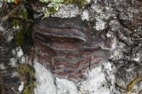 Phellinus