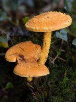 Pholiota