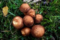 Pholiota