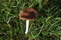 Psathyrella